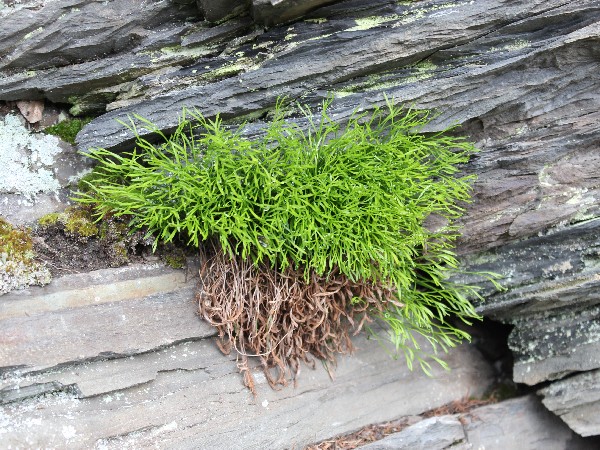 Asplenium septentrionale 1