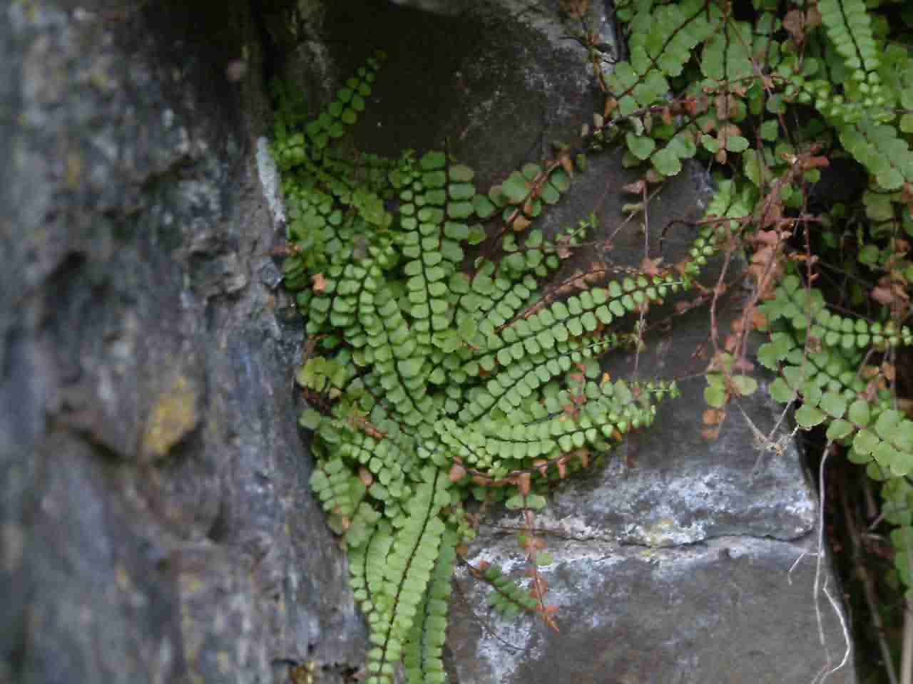 Asplenium trichomanes 1