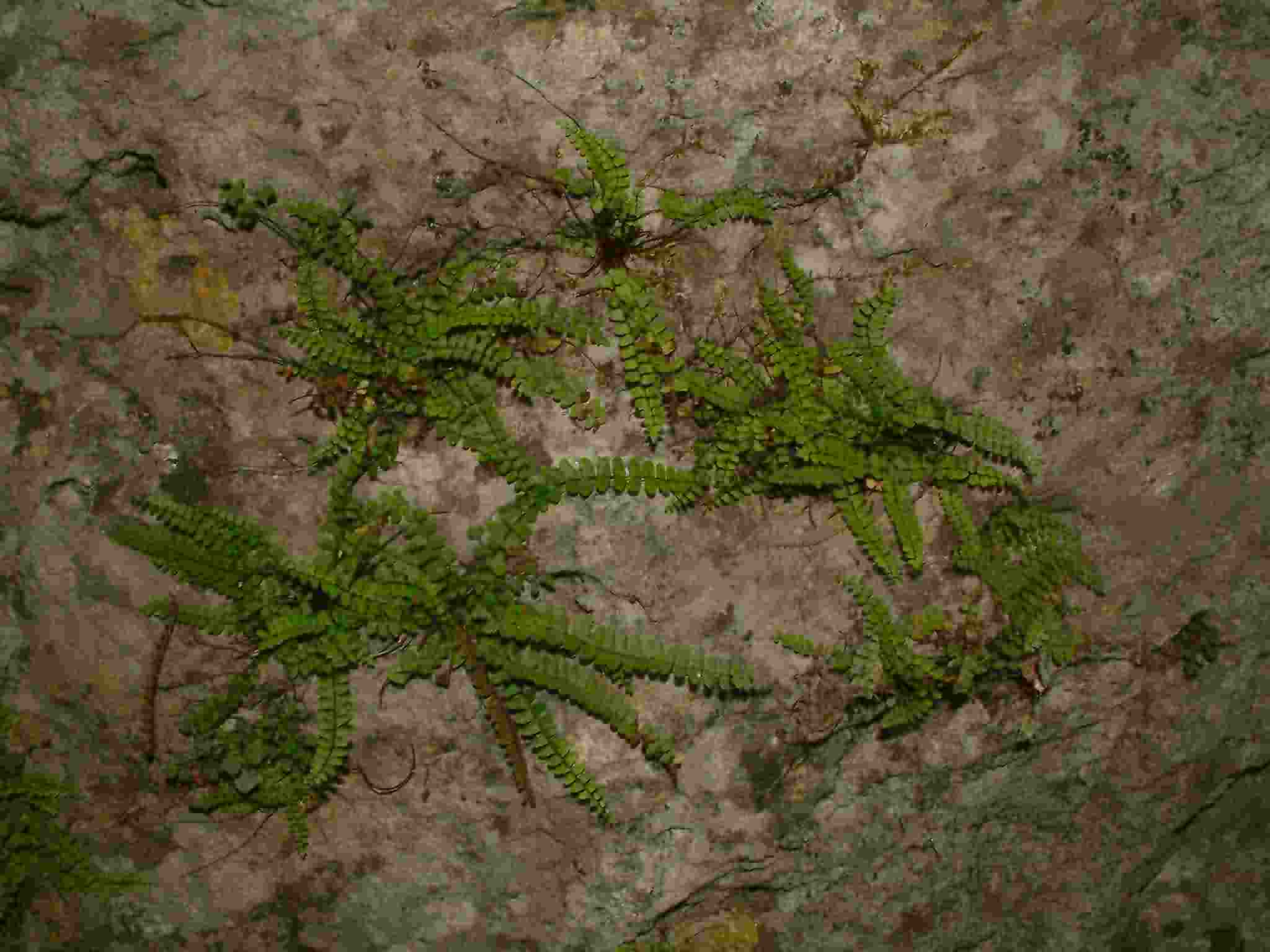 Asplenium trichomanes 2