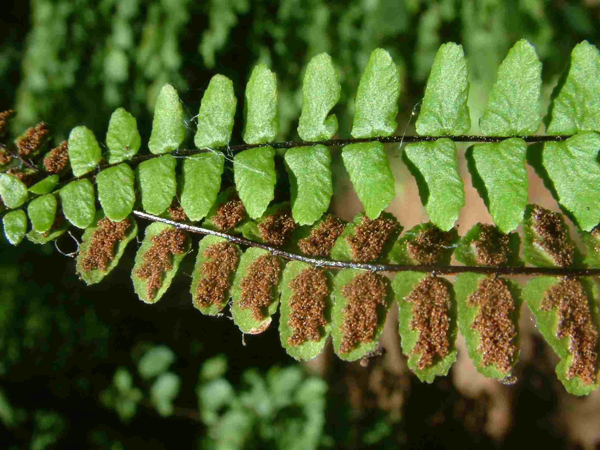 Asplenium trichomanes 3