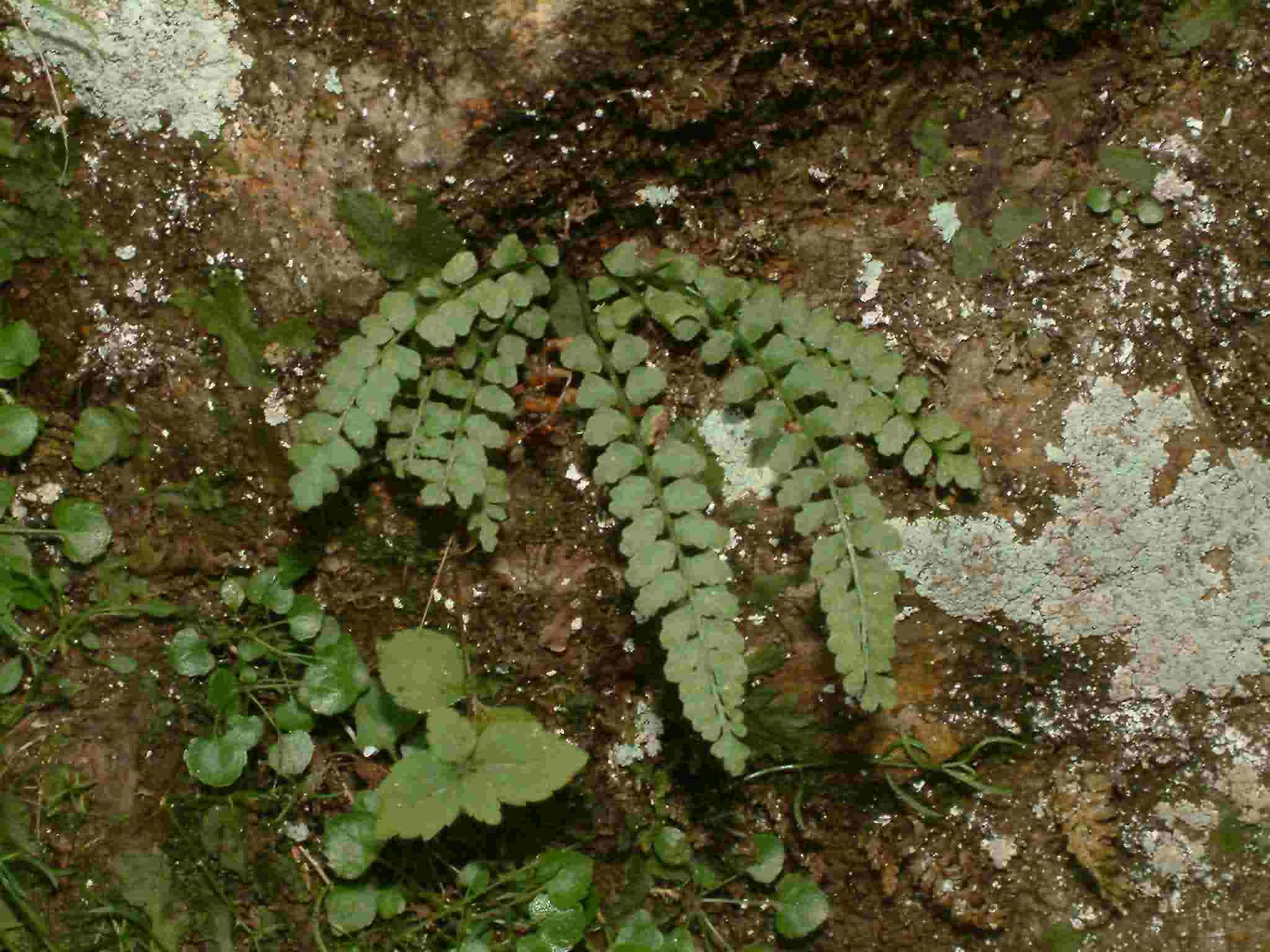 Asplenium viride 2