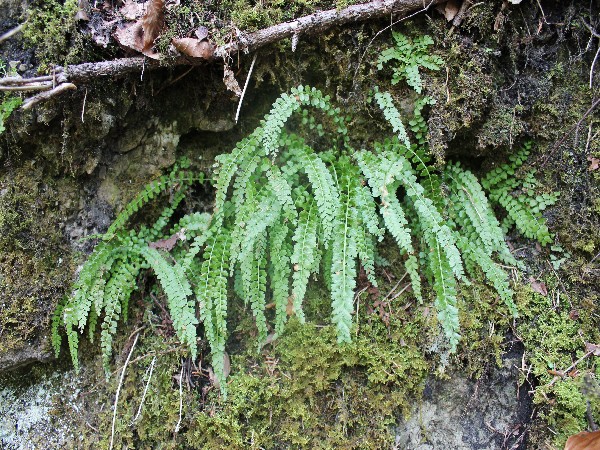 Asplenium viride 1