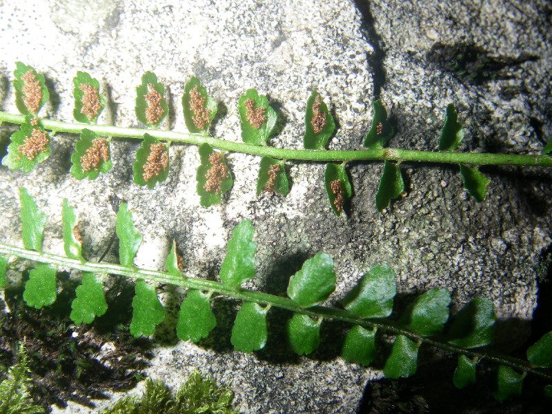 Asplenium viride 3