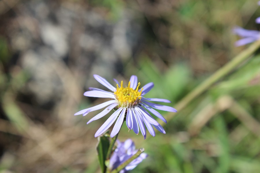 Aster amellus 2