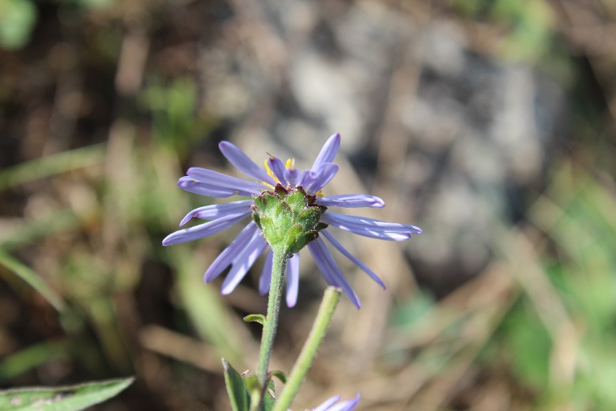 Aster amellus 3