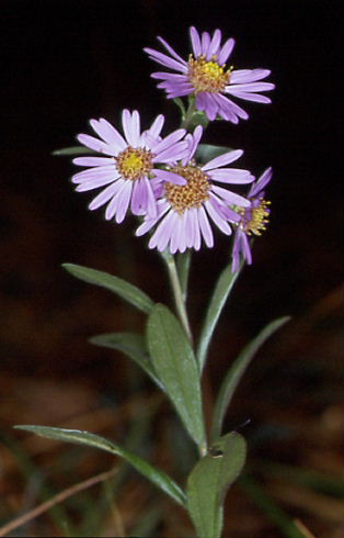 Aster amellus 1