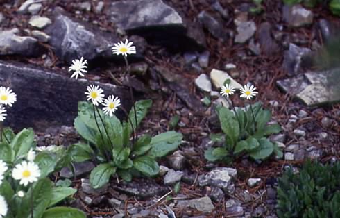 Aster bellidiastrum 1