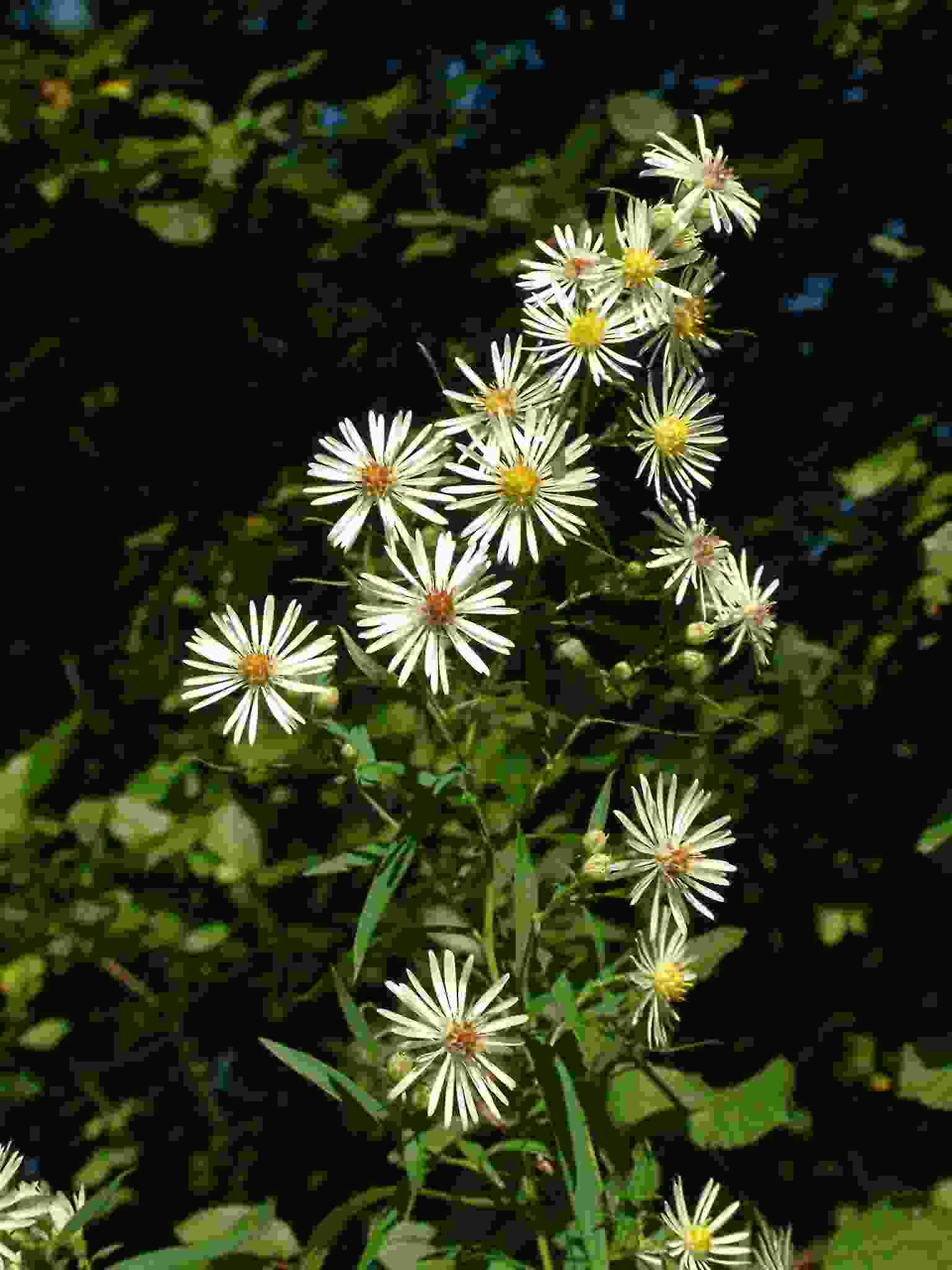 Aster lanceolatus 1