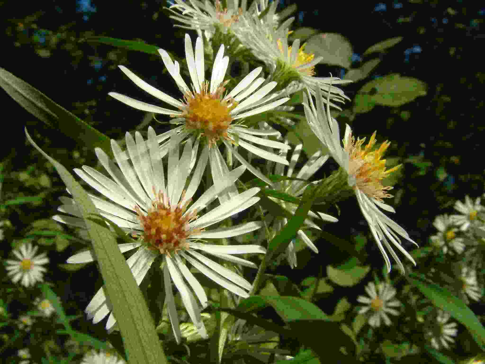 Aster lanceolatus 2