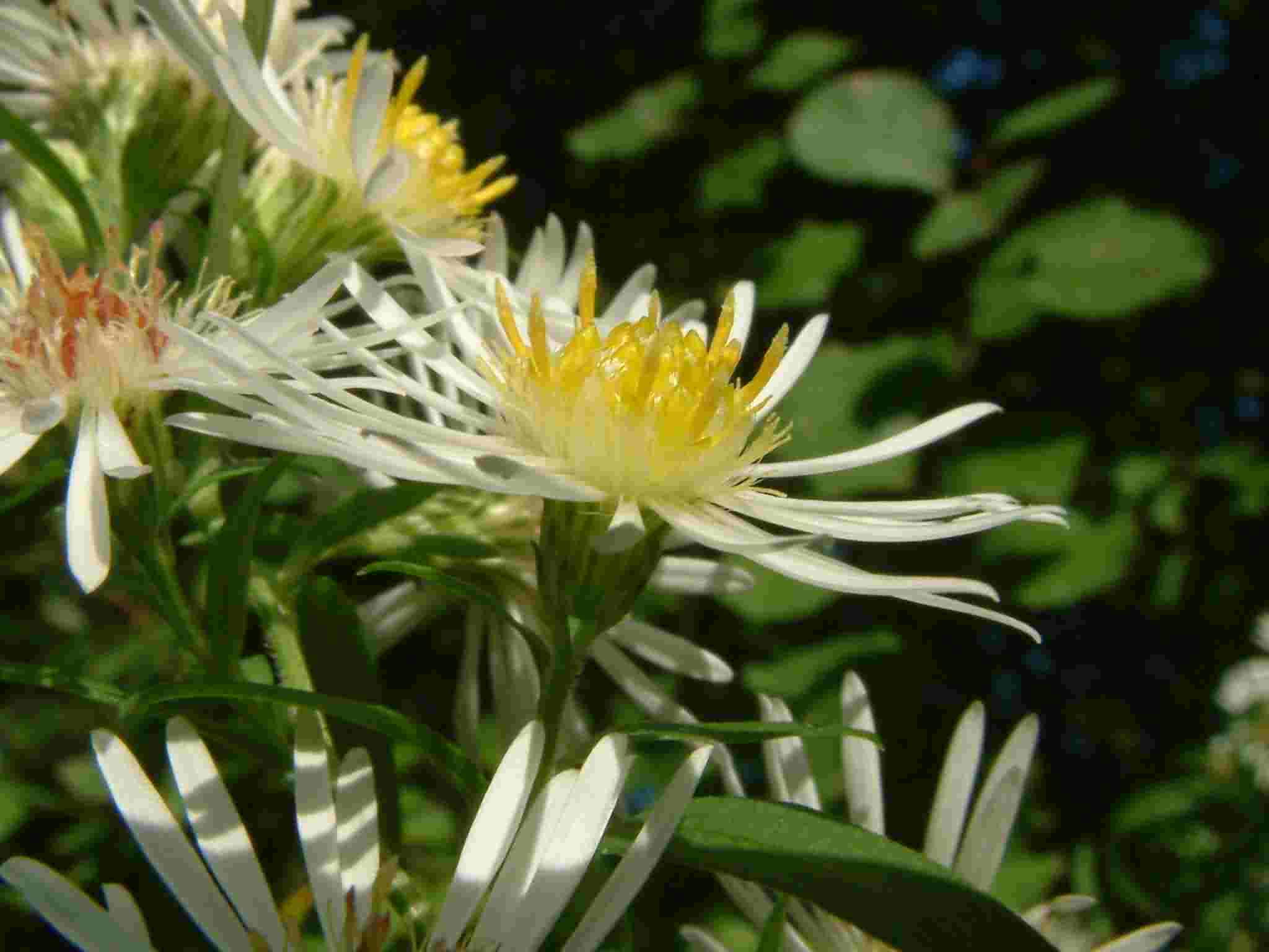 Aster lanceolatus 3