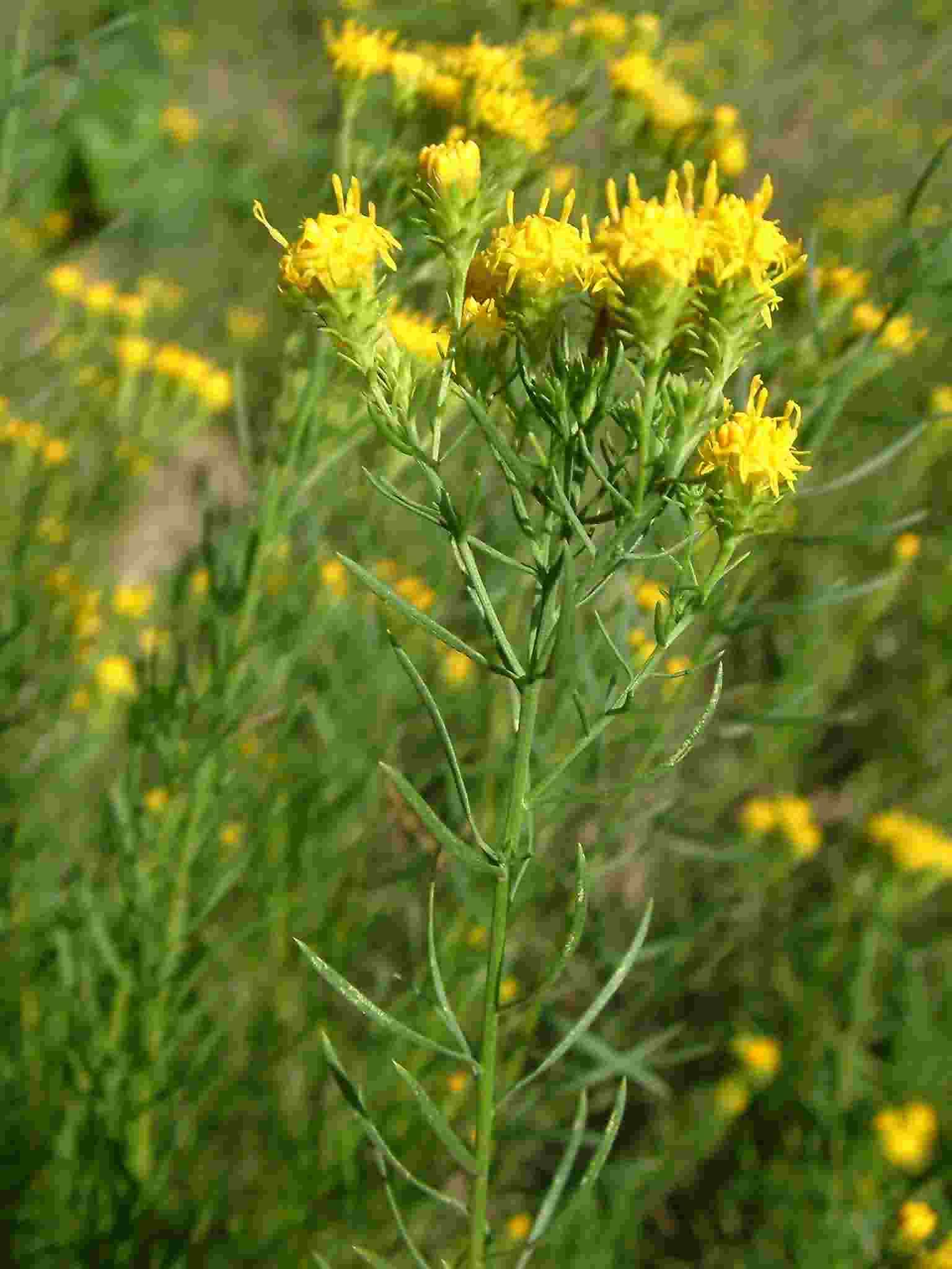 Aster linosyris 1