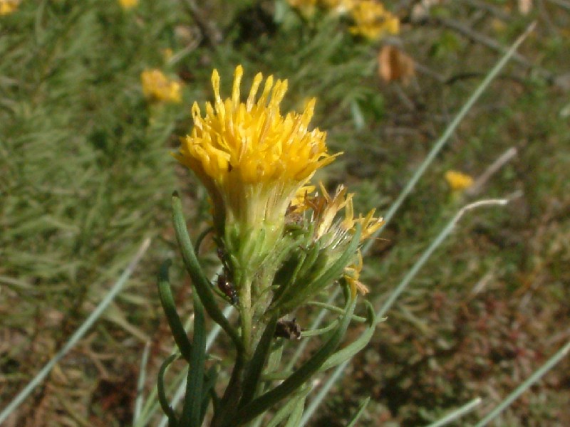 Aster linosyris 3