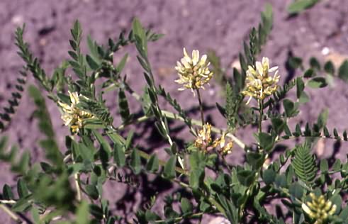 Astragalus cicer 1