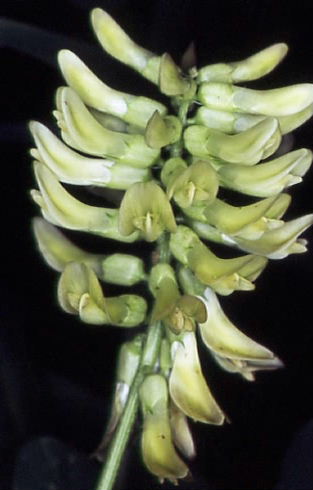 Astragalus glycyphyllos 2