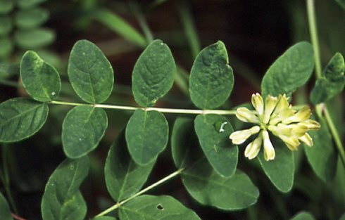 Astragalus glycyphyllos 1