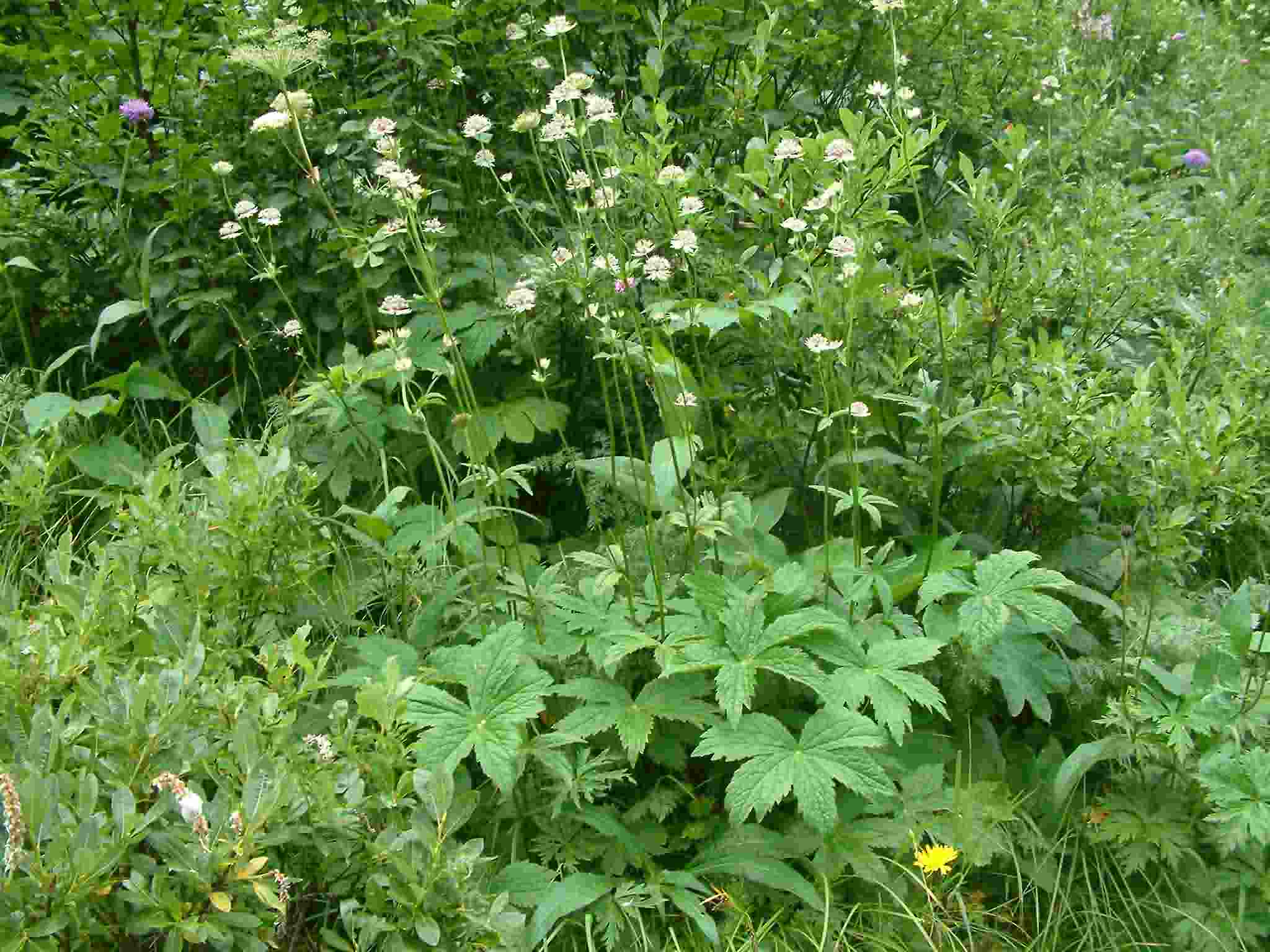 Astrantia major 1