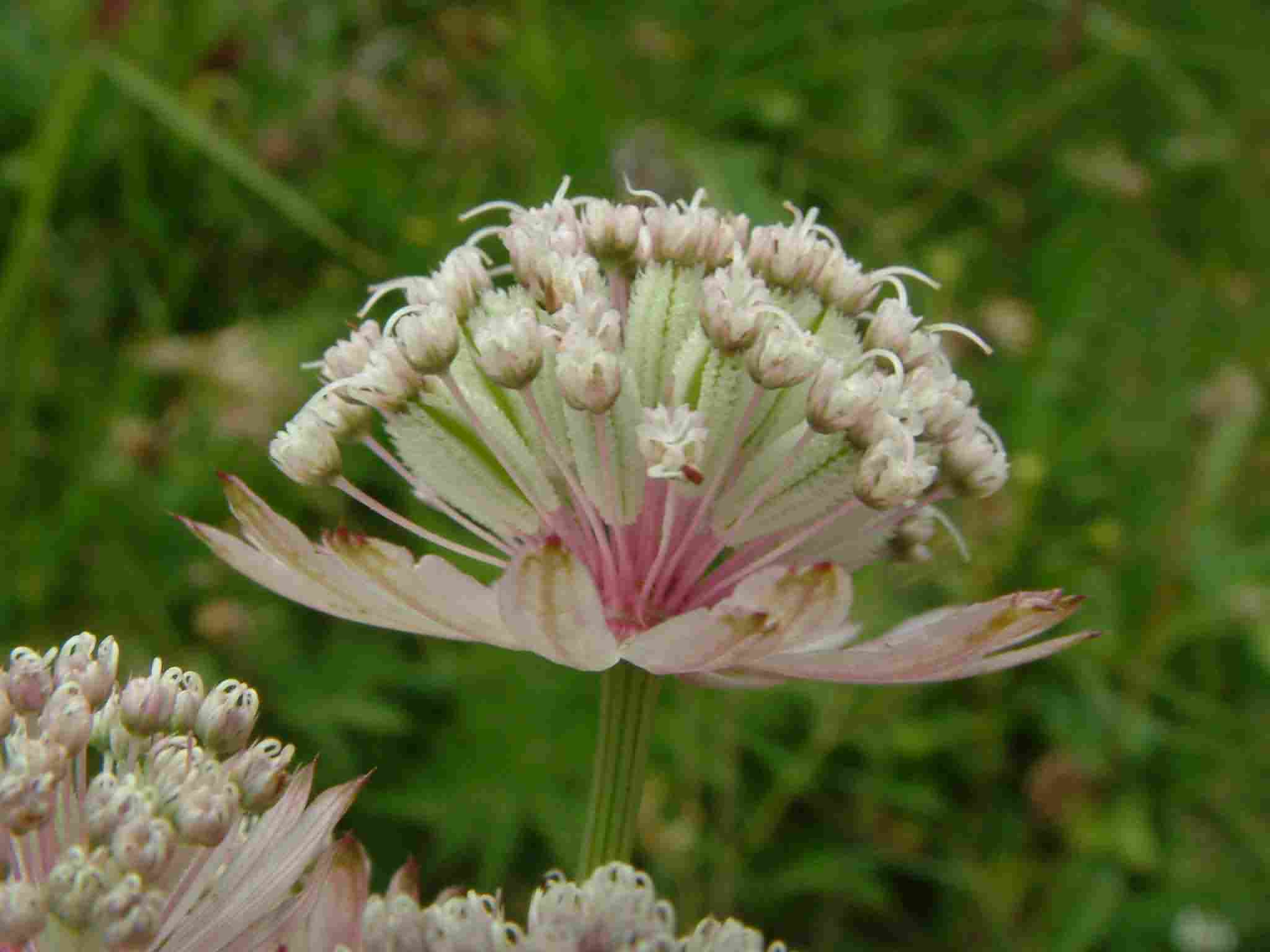 Astrantia major 2