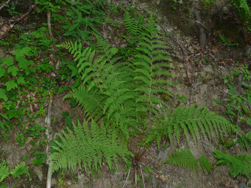 Athyrium filix-femina 1