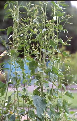 Atriplex hortensis 1