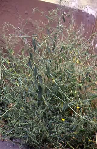 Atriplex patula 1