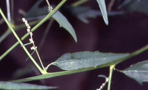 Atriplex patula 3