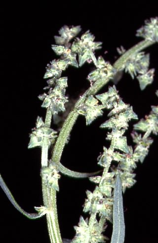 Atriplex patula 2