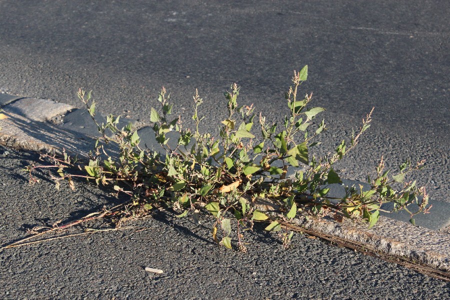 Atriplex prostrata 1