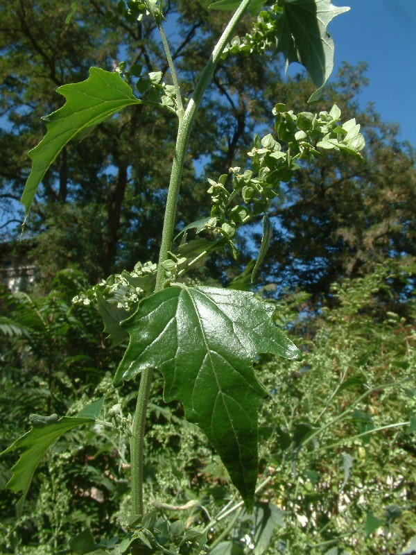 Atriplex sagittata 1