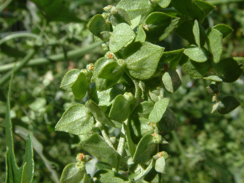 Atriplex sagittata 2