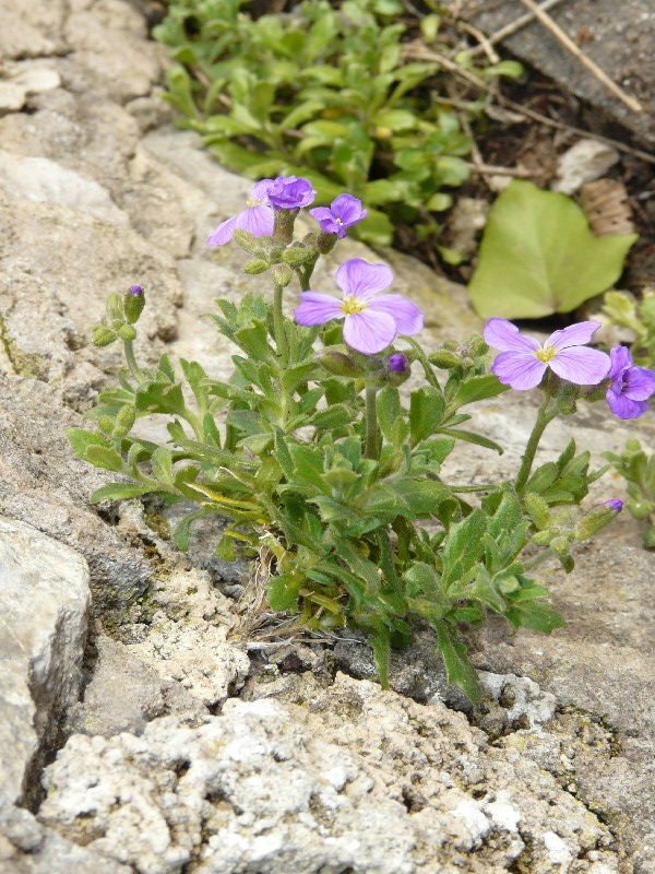 Aubrieta deltoidea 1