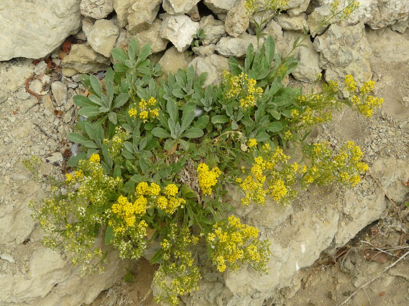 Aurinia saxatilis 1