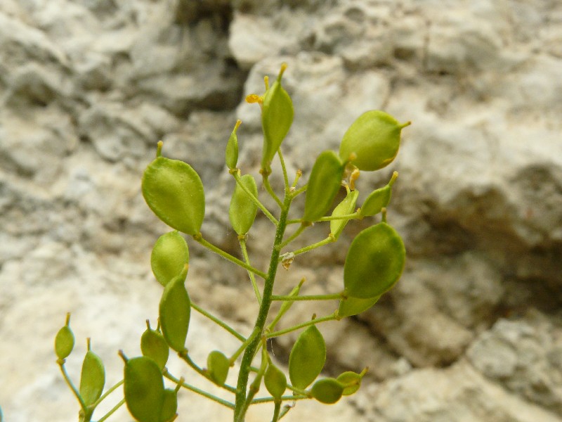 Aurinia saxatilis 4