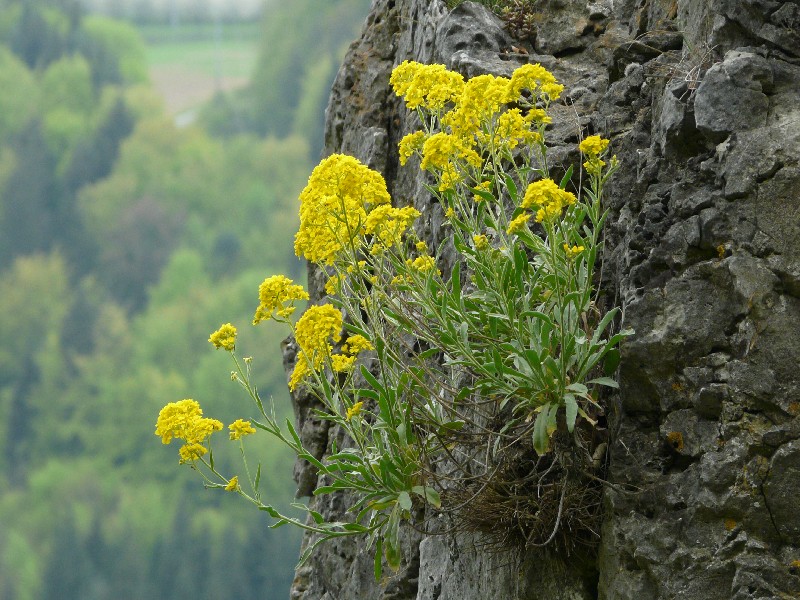 Aurinia saxatilis 2