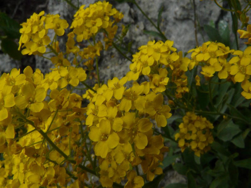 Aurinia saxatilis 3