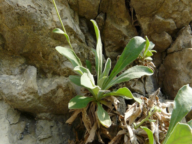 Aurinia saxatilis 5