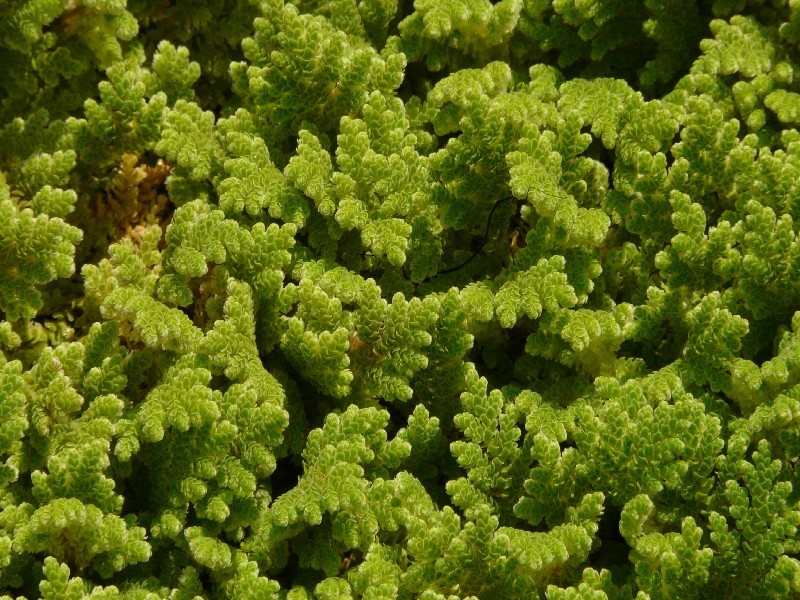 Azolla filiculoides