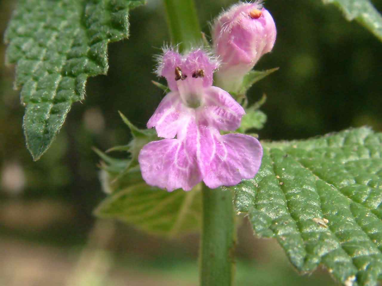 Ballota nigra 2