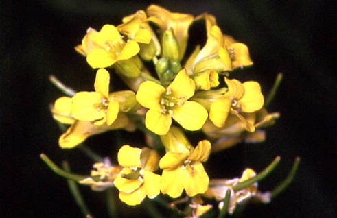 Barbarea vulgaris 2