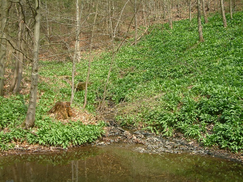 Waldmeister-Buchenwald 3