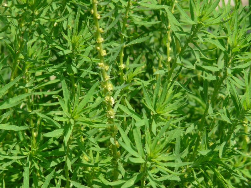 Bassia scoparia 1