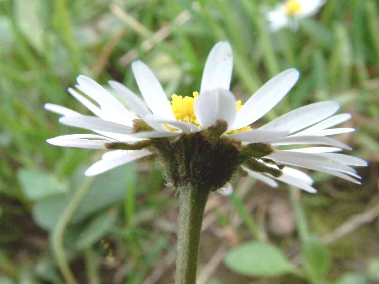 Bellis perennis 2