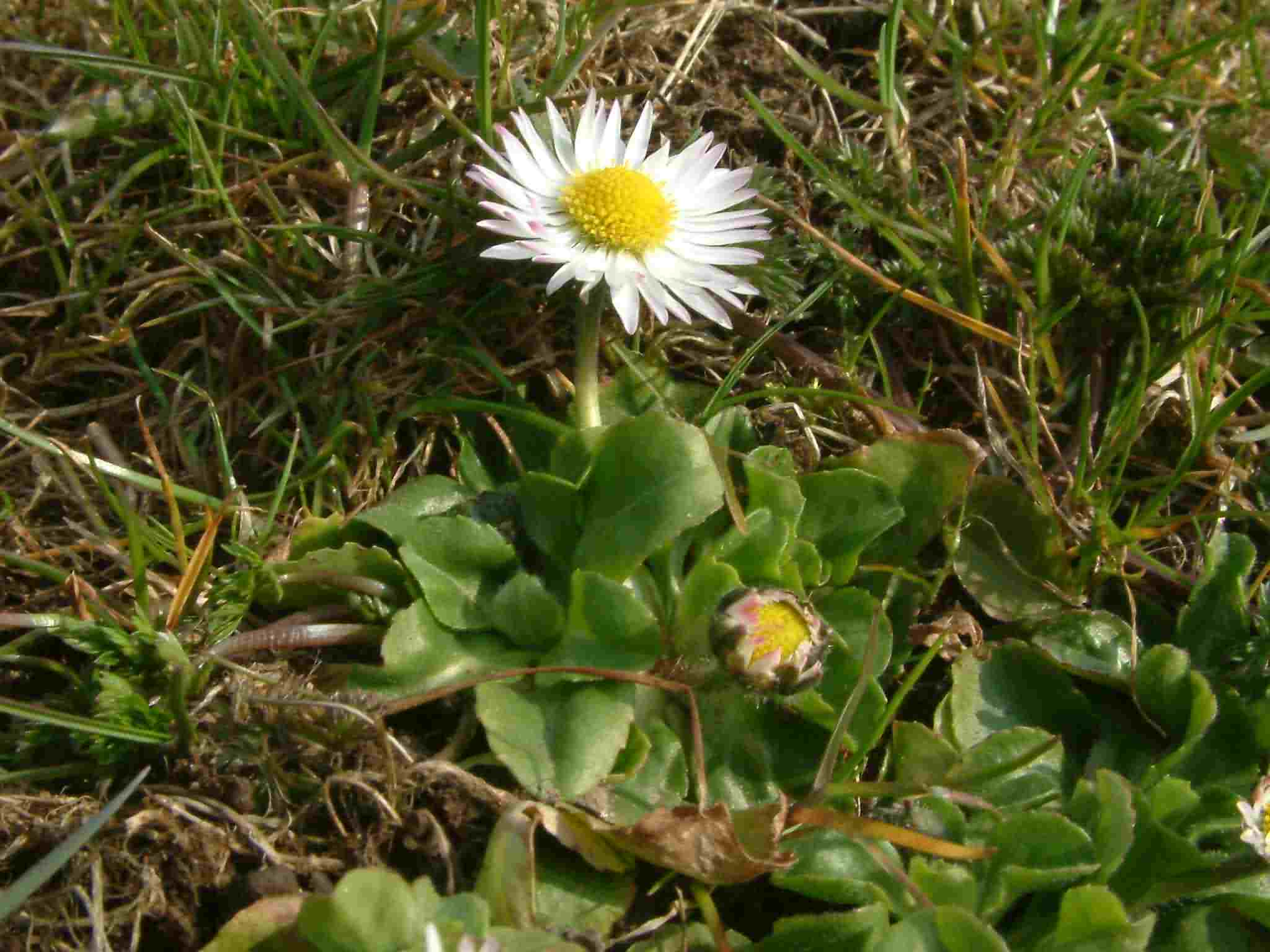 Bellis perennis 1