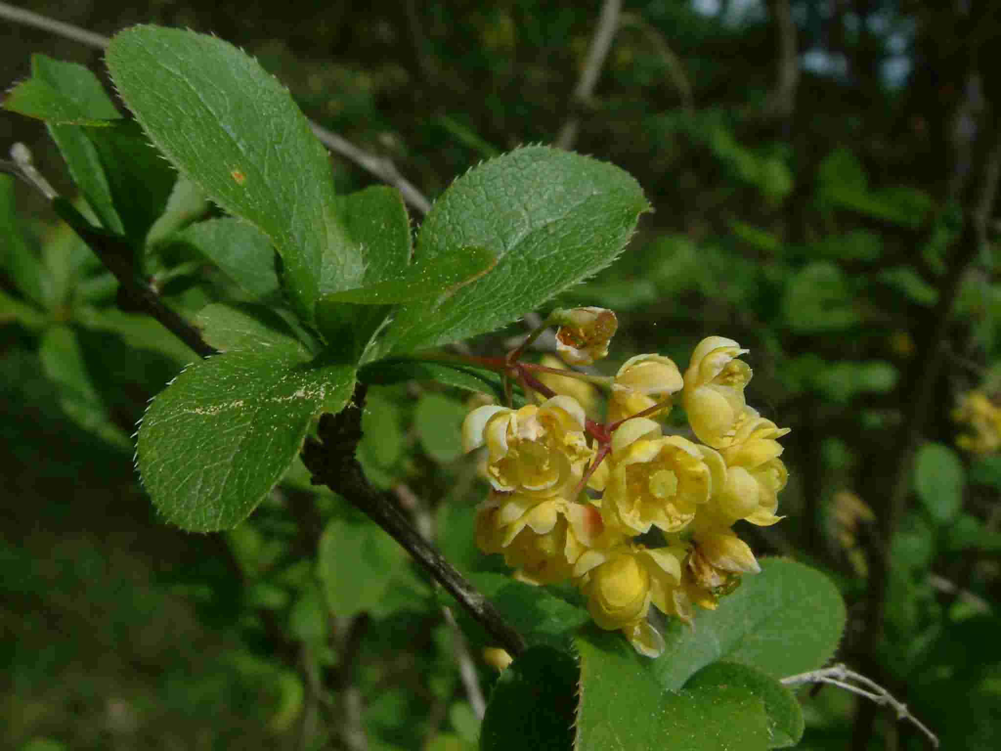 Berberis vulgaris 2