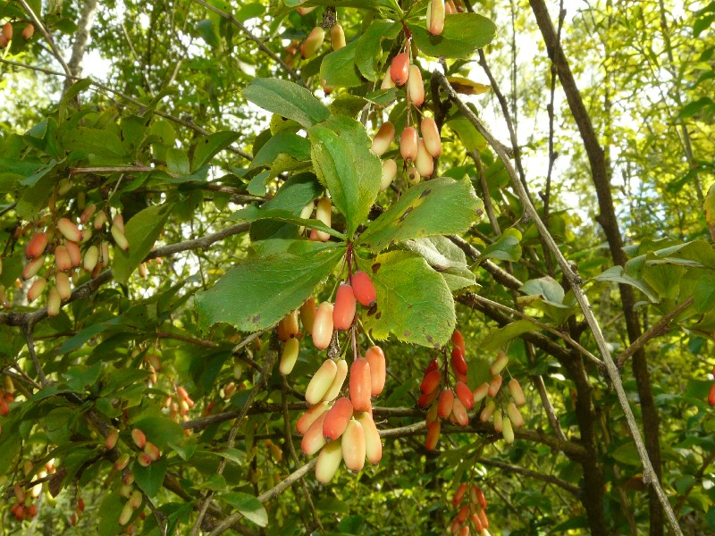 Berberis vulgaris 3