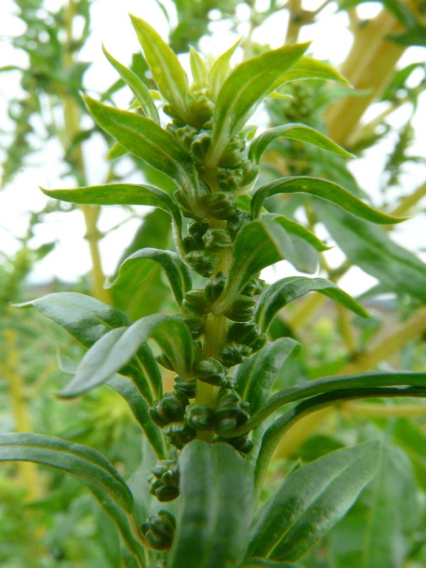 Beta vulgaris 2