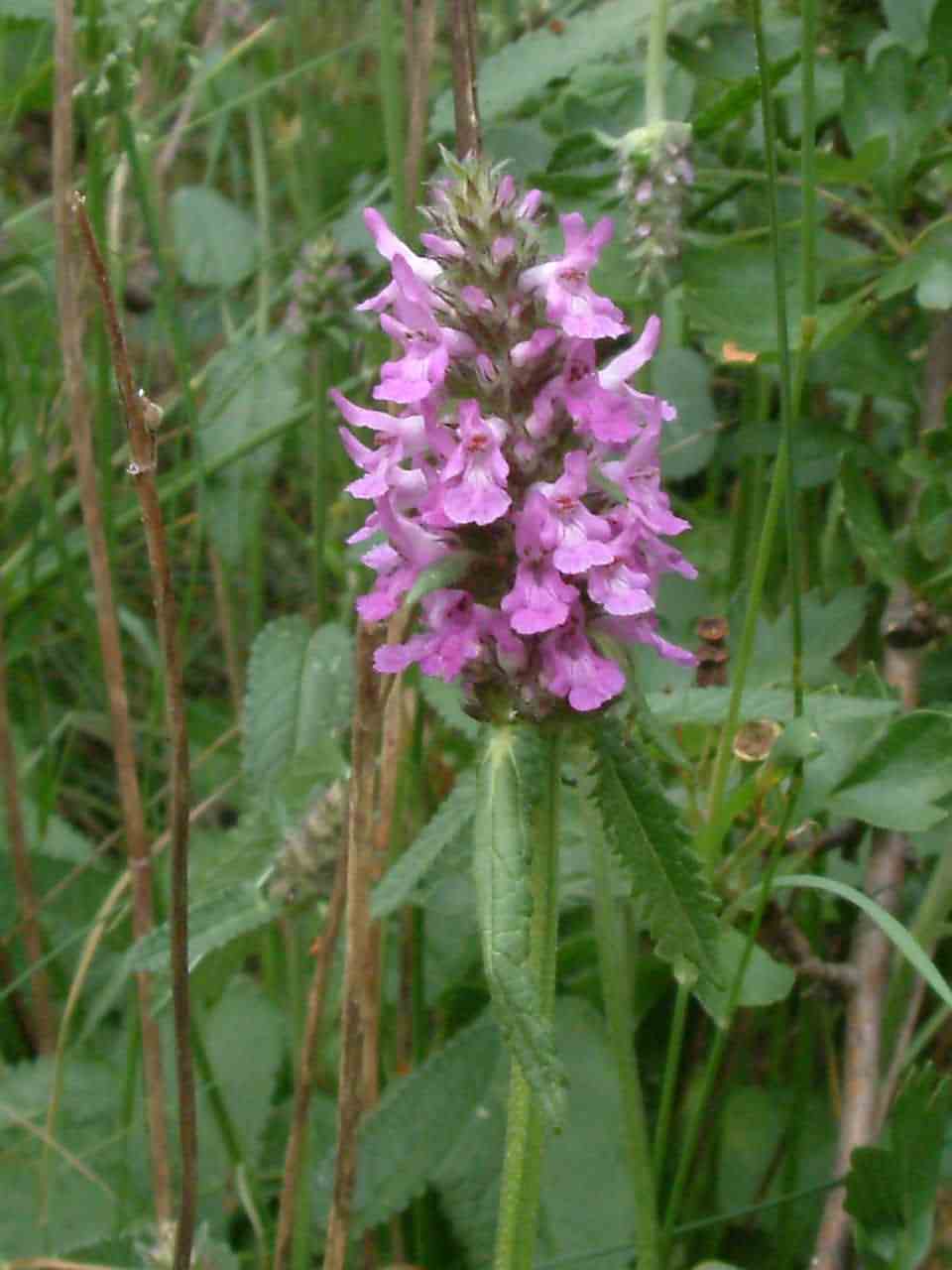 Betonica officinalis 1