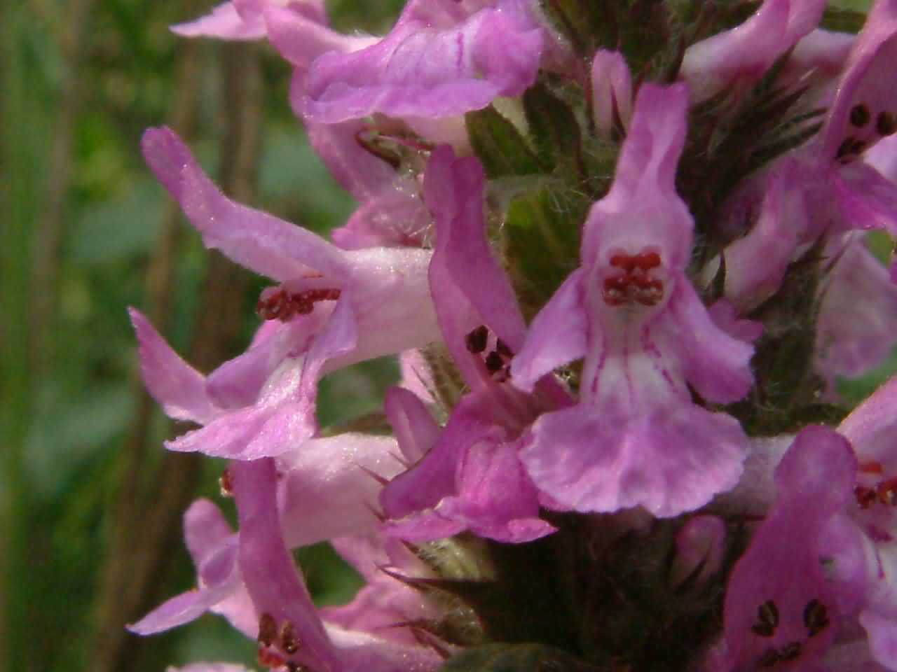 Betonica officinalis 2