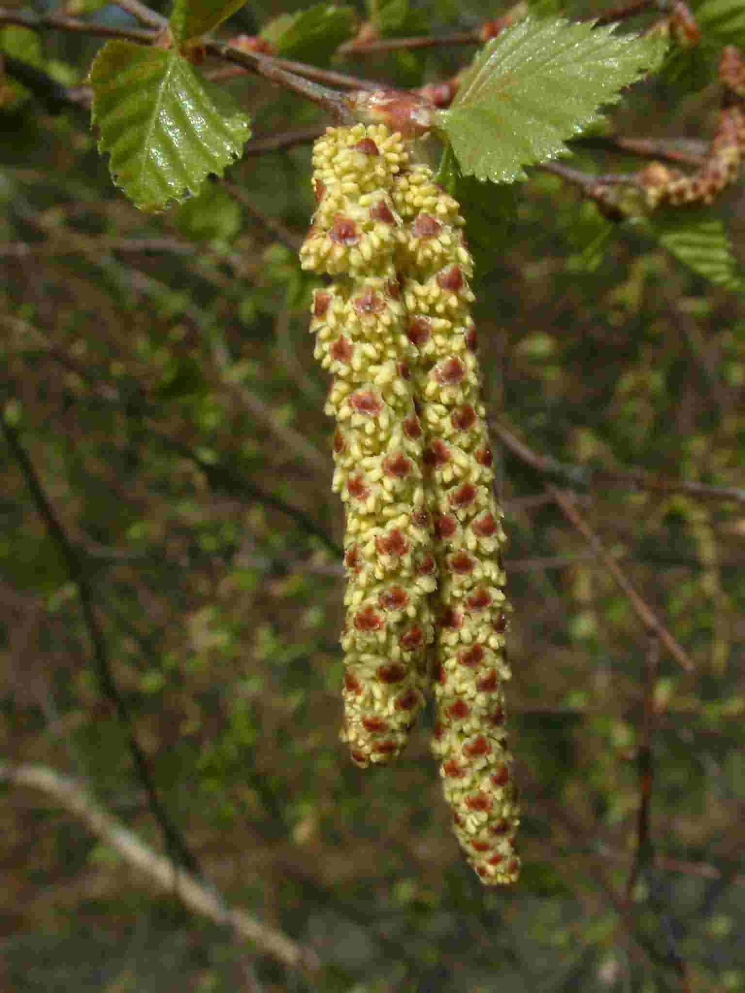 Betula pendula 3