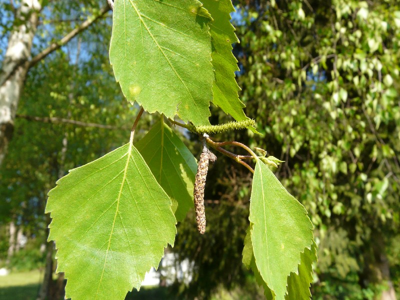 Betula pendula 1