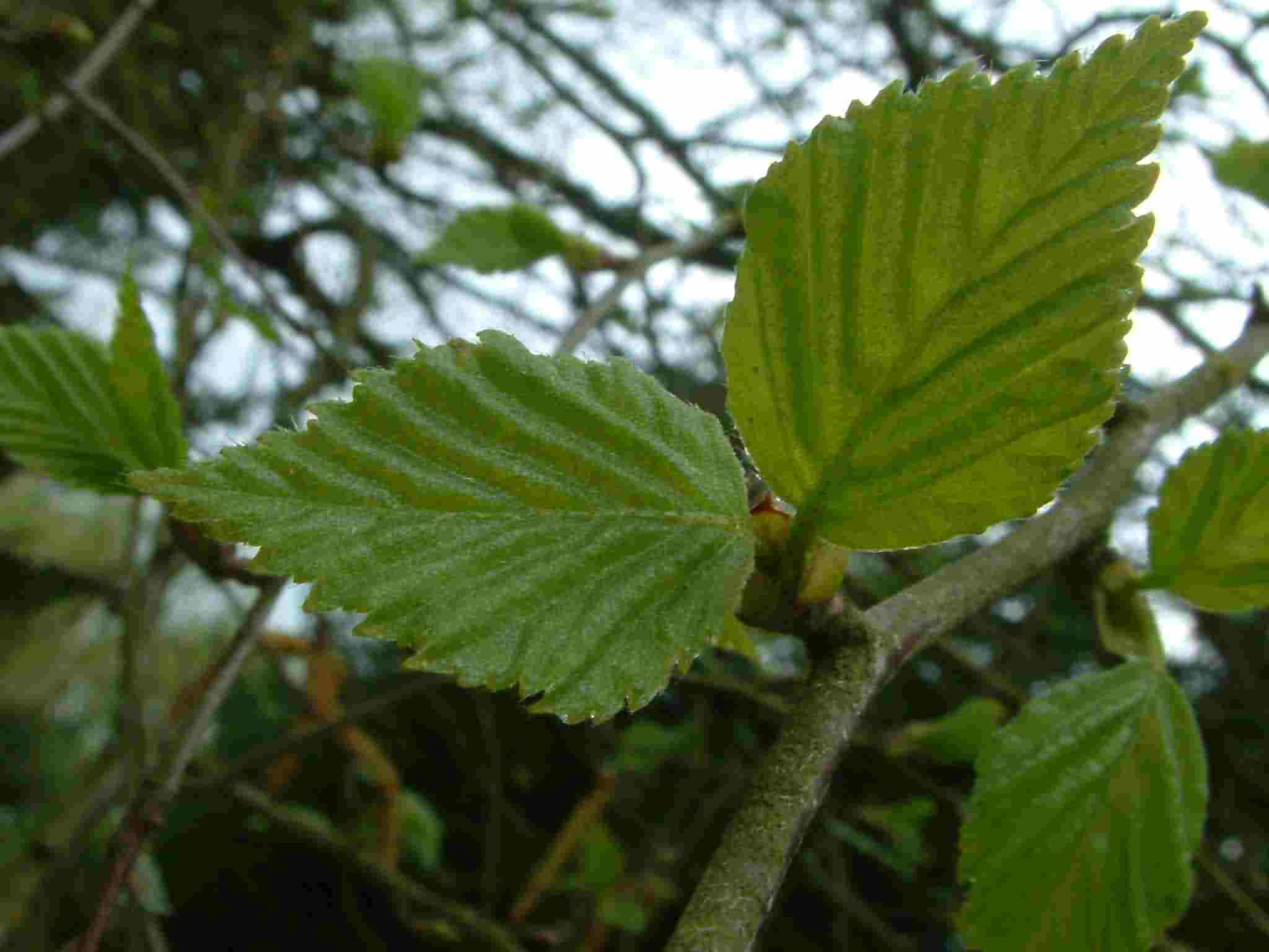 Betula pubescens 1